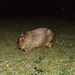 glossy wombat