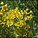 Euphorbia characias (3)