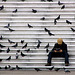 Le lecteur et les pigeons