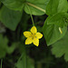 Yellow pimpernel (Lysimachia nemorum)