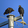 Black vulture A48 & its friend