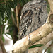 Frogmouth 012015 31