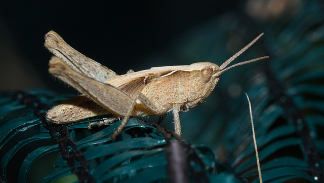 GrasshopperIMG 5804