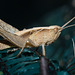 GrasshopperIMG 5804