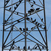 Black vultures on power mast