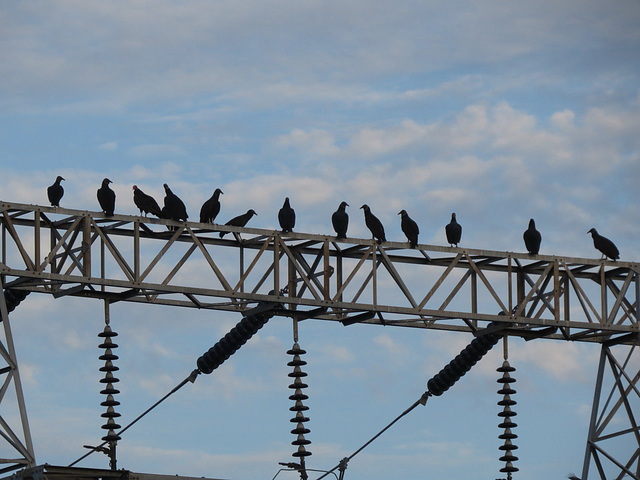 Black vultures on power mast