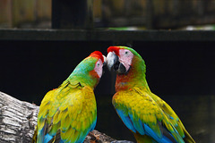 Guatemala, Pair of Parrots in the Chocón Machacas Protected Biotope