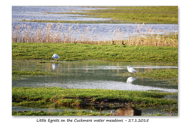 Little Egrets - Cuckmere valley - 27.1.2015