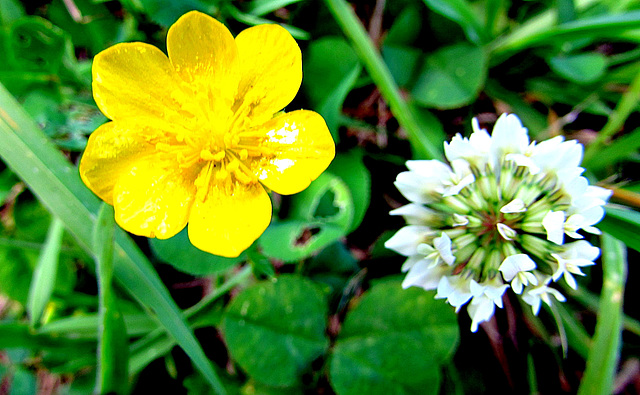 Buttercup and Clover.