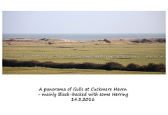 Gull panorama Cuckmere Haven 14 03 2016