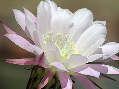 Floro de la kakto
