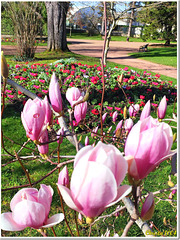Among the first to bloom from February: Magnolia.