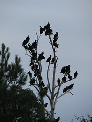 Black vultures on dead tree