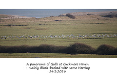 Gull panorama Cuckmere Haven closer view - 14.3.2016