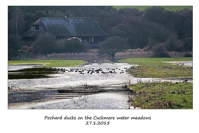 Pochard Ducks - Cuckmere - 27.1.2015
