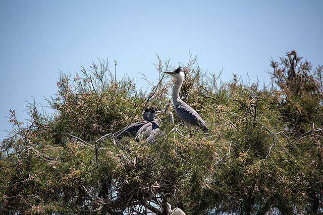 20150518 7931VRTw [R~F] Graureiher (Ardea cinerea), Parc Ornithologique, Camargue
