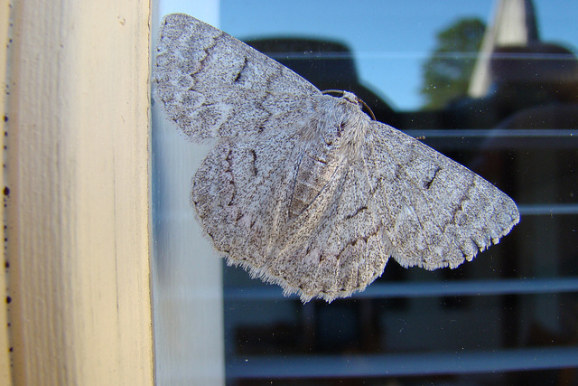 Pingasa chlora: White Looper Moth