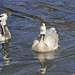 Bar-headed geese during courtship