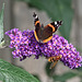 Red Admiral and Hornet Mimic Hoverfly