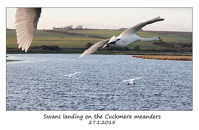 Swans landing on the Cuckmere meanders - 27.1.2015