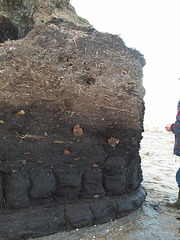 Peat section in the Skipsea Withow Mere, Holderness coast, East Yorkshire