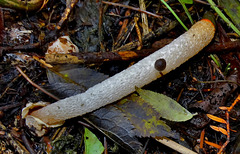 Dog Stinkhorn. Mutinus caninus (Phallaceae)