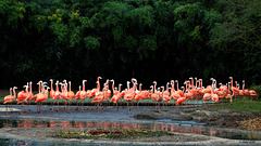 Flamingoparty