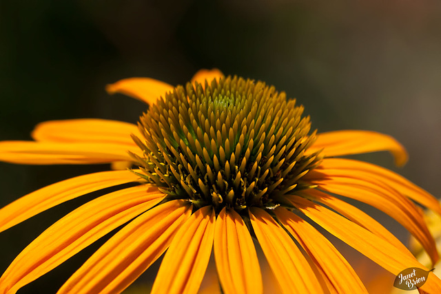 46/366: Golden Echinacea (+5 more in notes)