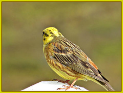 Yellowhammer On a Post