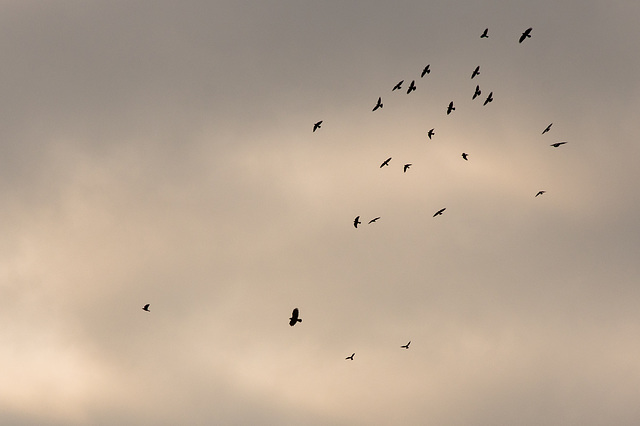Buzzard mobbed by Corvids