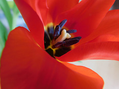 Coeur de tulipe*************