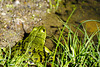 Der Bewacher der Kaulquappen? The guardian of the tadpoles?