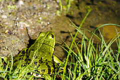 Der Bewacher der Kaulquappen? The guardian of the tadpoles?