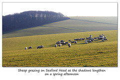 Sheep grazing on Seaford Head - 14.3.2016