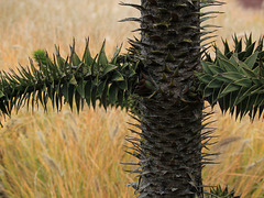 Araucaria araucana (Parc des oiseaux, Villars-les-Dombes, Ain)