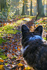 Woodland walk from a Corgi point of view (1 x PiP)