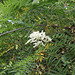 Sorbaria sorbifolia (1)