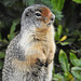 Curious Columbian Ground Squirrel