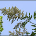 Sorbaria sorbifolia (2)