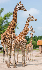 Giraffe group