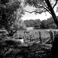Enchanted Forest Vineyard