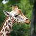 Giraffe posing (1)