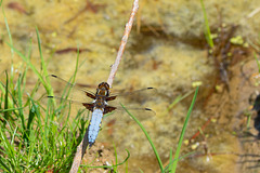 Broad-bodied Chaser-DSA0425
