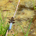 Broad-bodied Chaser-DSA0425
