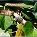 Smalltalk  in ivy.. ©UdoSm