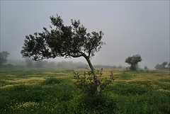 Penedos, Tree in the mist