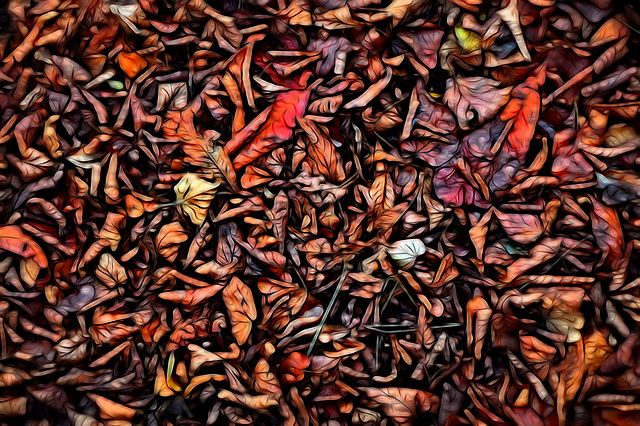 Autumn Colours Fall ...