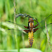 Broad-bodied Chaser-DSA0972