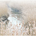 l'étang et les roseaux en hiver
