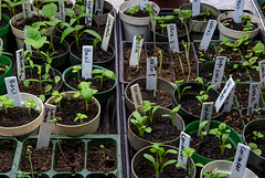 Shelley's Sprouts - April 2019